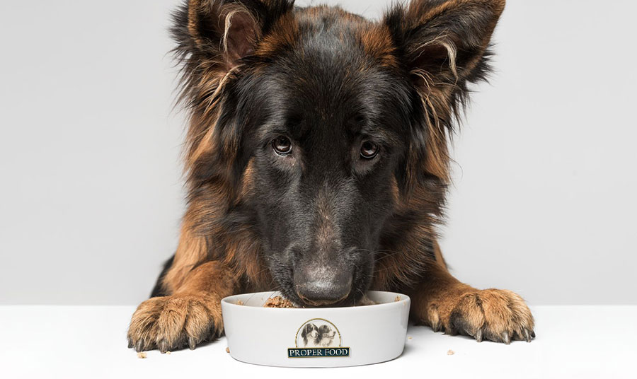 La Alimentación de los Cachorros desde el Destete: La Importancia de Proper Food