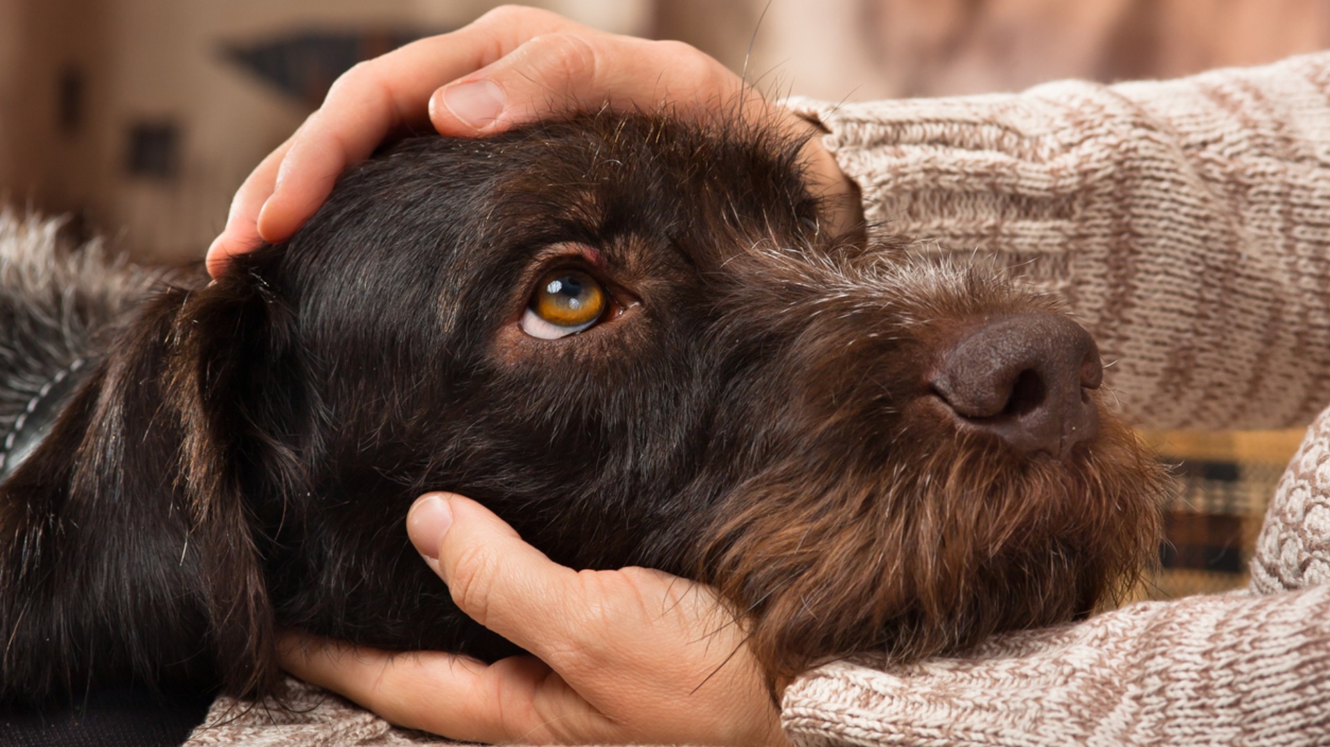 Señales de la Vejez en Tu Perro: Cómo Reconocerlas y Cuidarlos Mejor