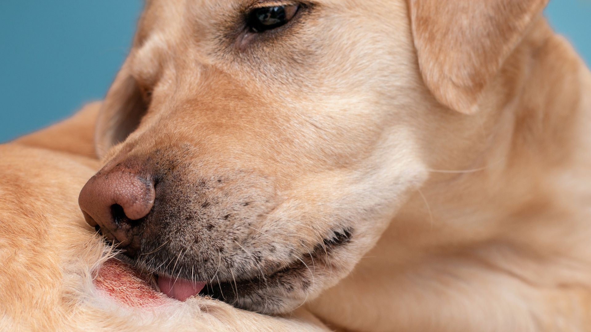 ¿Dermatitis o mala nutrición? Cómo el plato de comida define la salud de la piel de tu perro