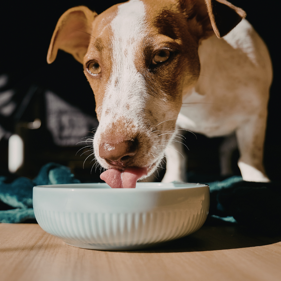 ¿Perro ansioso o mal alimentado? La sorprendente conexión entre su intestino y su comportamiento
