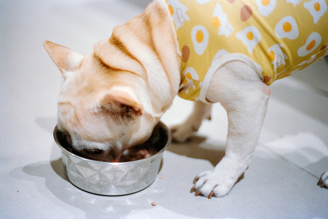 Alergias Alimentarias en Perros: Cómo Identificarlas y Elegir la Comida Correcta