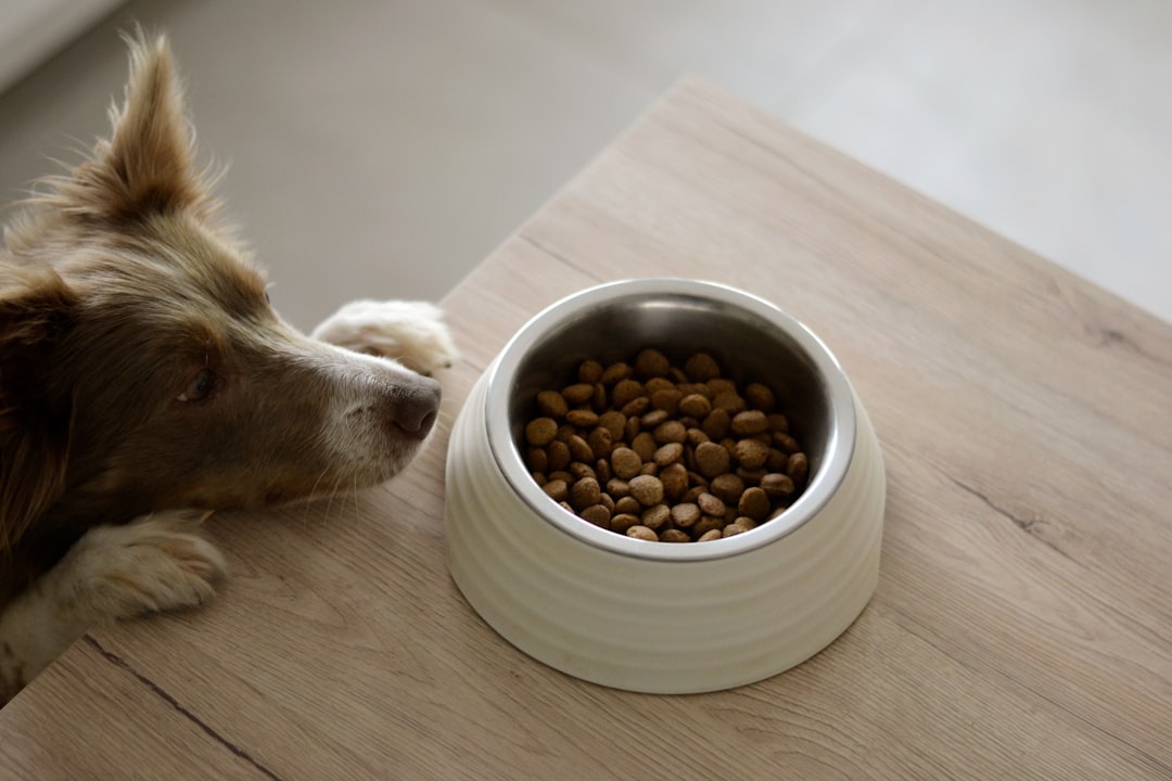 Longevidad Canina: Qué Nutrientes Esenciales Necesita tu Perro para Vivir Más Años Saludables