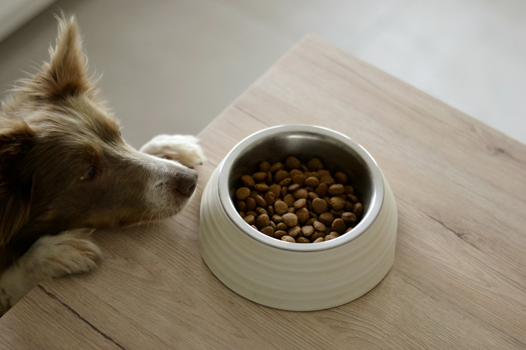Perros Mayores: Nutrición Especializada para Articulaciones, Movilidad y Calidad de Vida