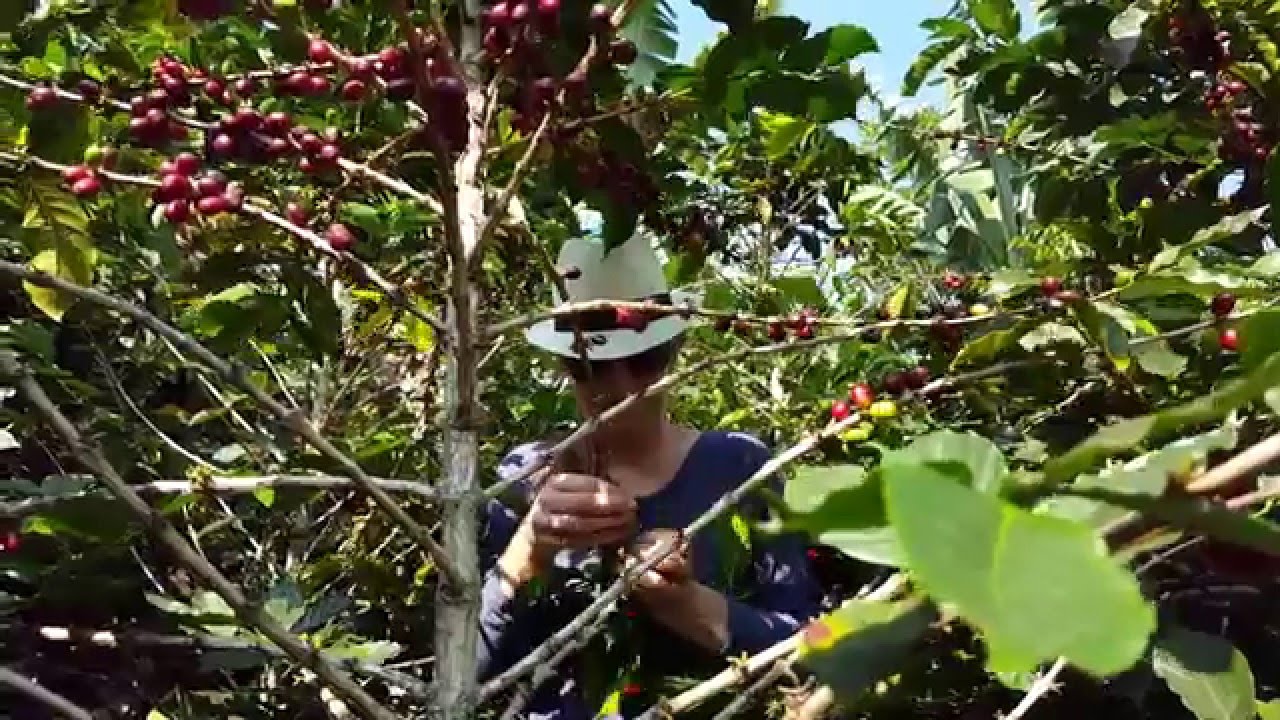 Tour Cultivos de Café - Jardín Antioquia - Salidas Compartidas